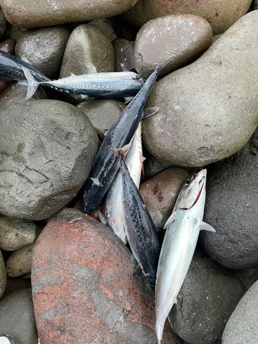 ソウダガツオの釣果