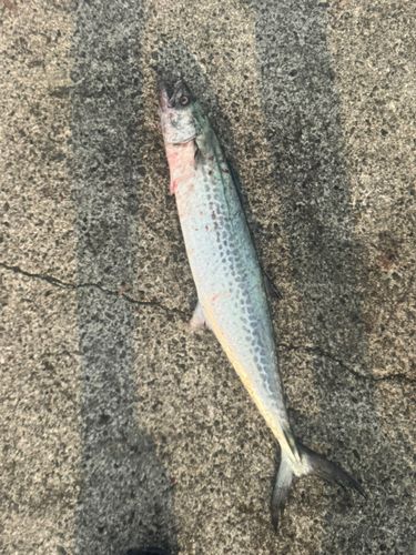 サワラの釣果