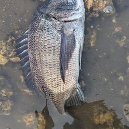 チヌ