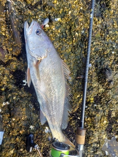 オオニベの釣果