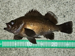 メバルの釣果