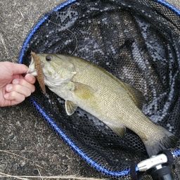 スモールマウスバス