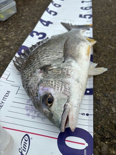 キビレの釣果