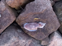 コウイカの釣果