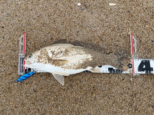 イシモチの釣果