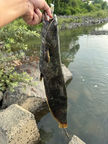 ナマズの釣果