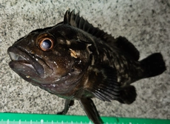 ムラソイの釣果