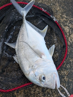 メッキの釣果