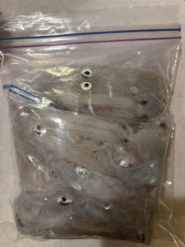 ヒイカの釣果
