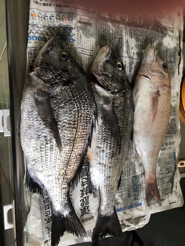 チヌの釣果