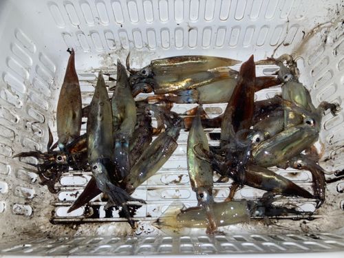 スルメイカの釣果