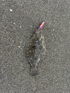 ソゲの釣果