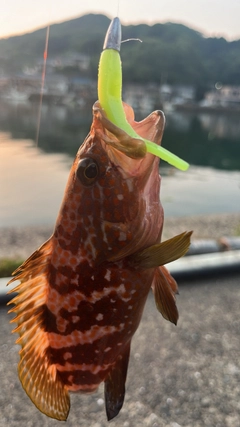アコウの釣果