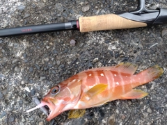アカハタの釣果