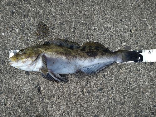 アイナメの釣果