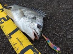 キビレの釣果