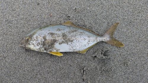 カンパチの釣果