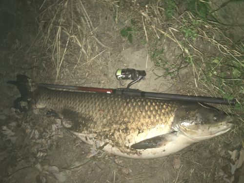 ソウギョの釣果