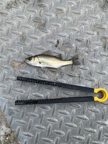 セイゴ（ヒラスズキ）