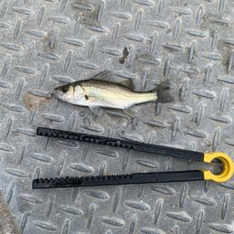 セイゴ(ヒラスズキ)