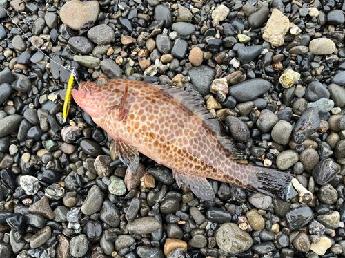 オオモンハタの釣果