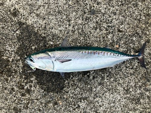 マルソウダの釣果