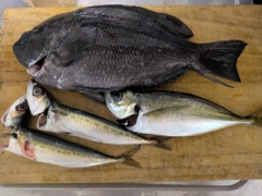 メジナの釣果