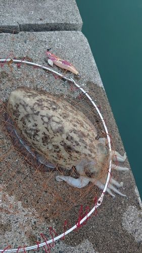 モンゴウイカの釣果