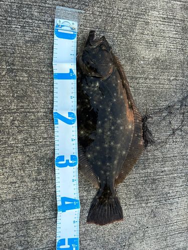 ヒラメの釣果