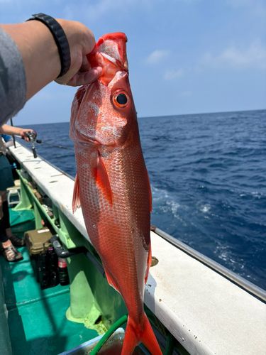 ハチビキの釣果