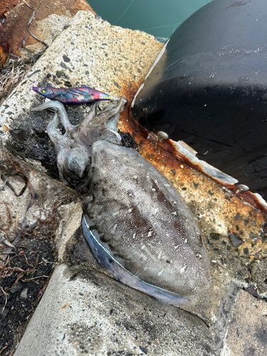 モンゴウイカの釣果