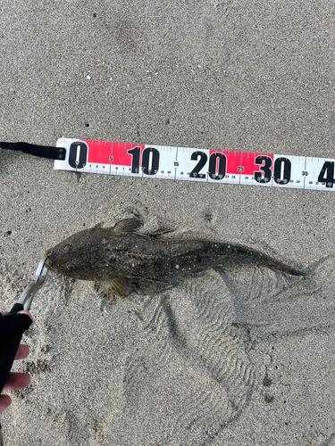 マゴチの釣果