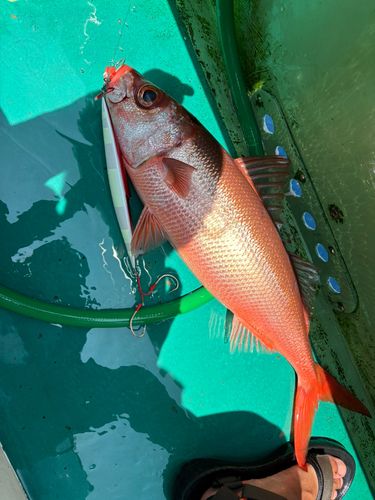 ハチビキの釣果