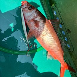 ハチビキ