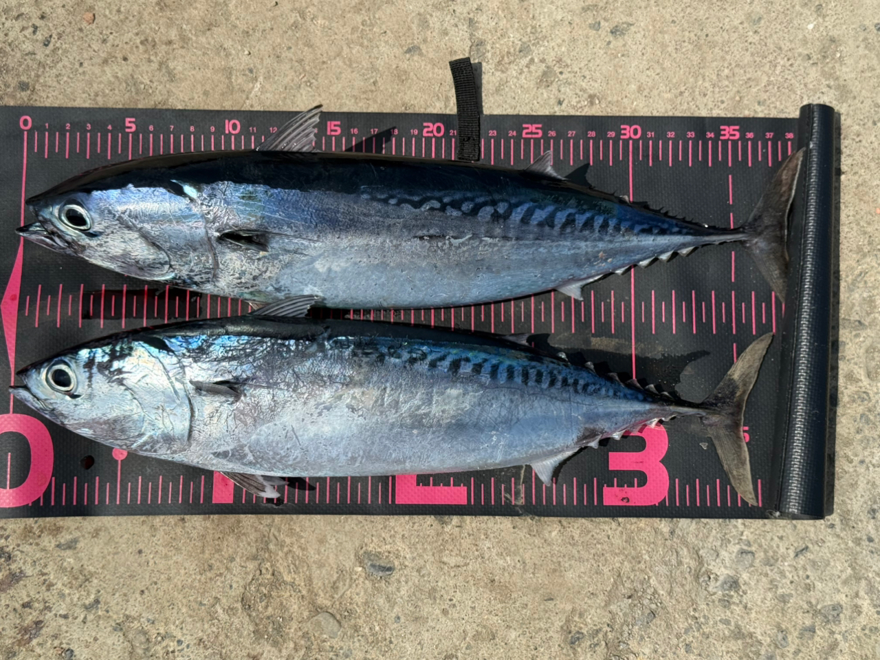 SHIMANO ホリデー イソ 4-450PTSの最安値・インプレ・釣果