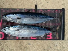 ソウダガツオの釣果