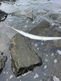 ダツの釣果
