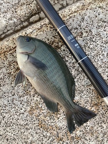 メジナの釣果