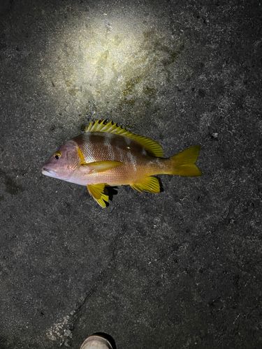 フエダイの釣果