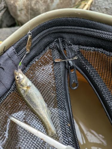 カワムツの釣果