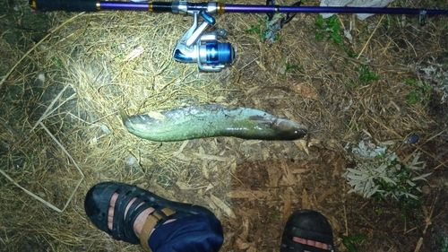 ニホンナマズの釣果