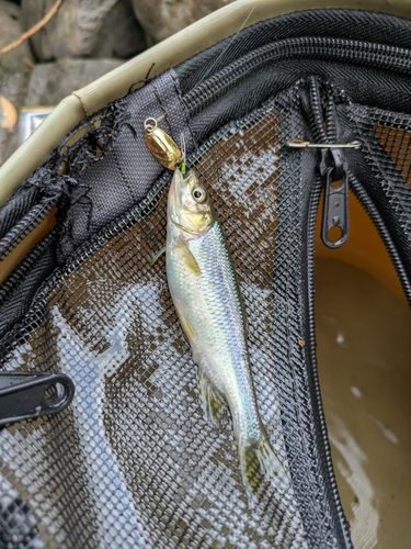 カワムツの釣果