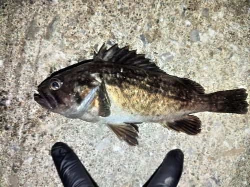 クロソイの釣果