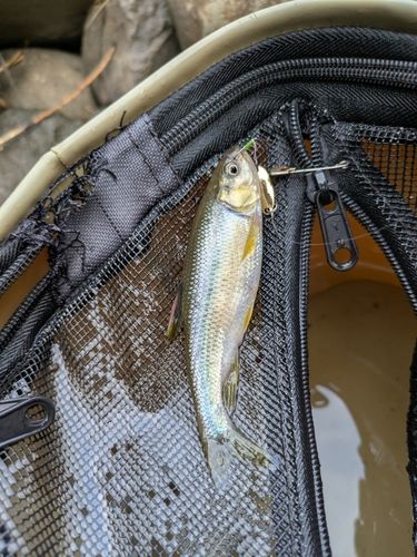 カワムツの釣果