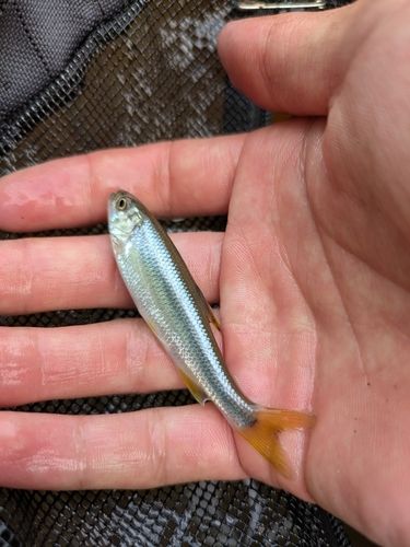 カワムツの釣果