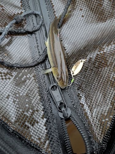 カワムツの釣果