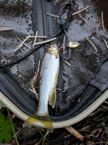 カワムツの釣果