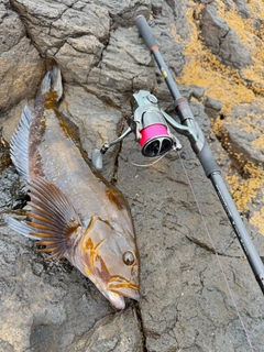 アイナメの釣果