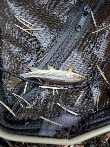 カワムツの釣果