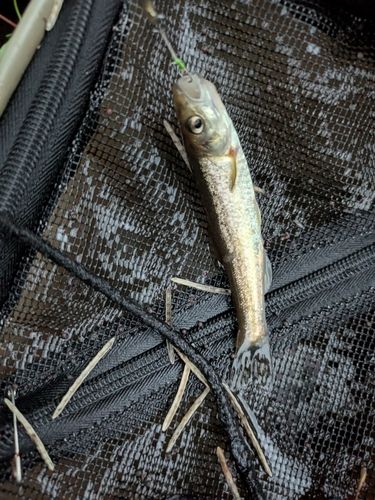 アブラハヤの釣果